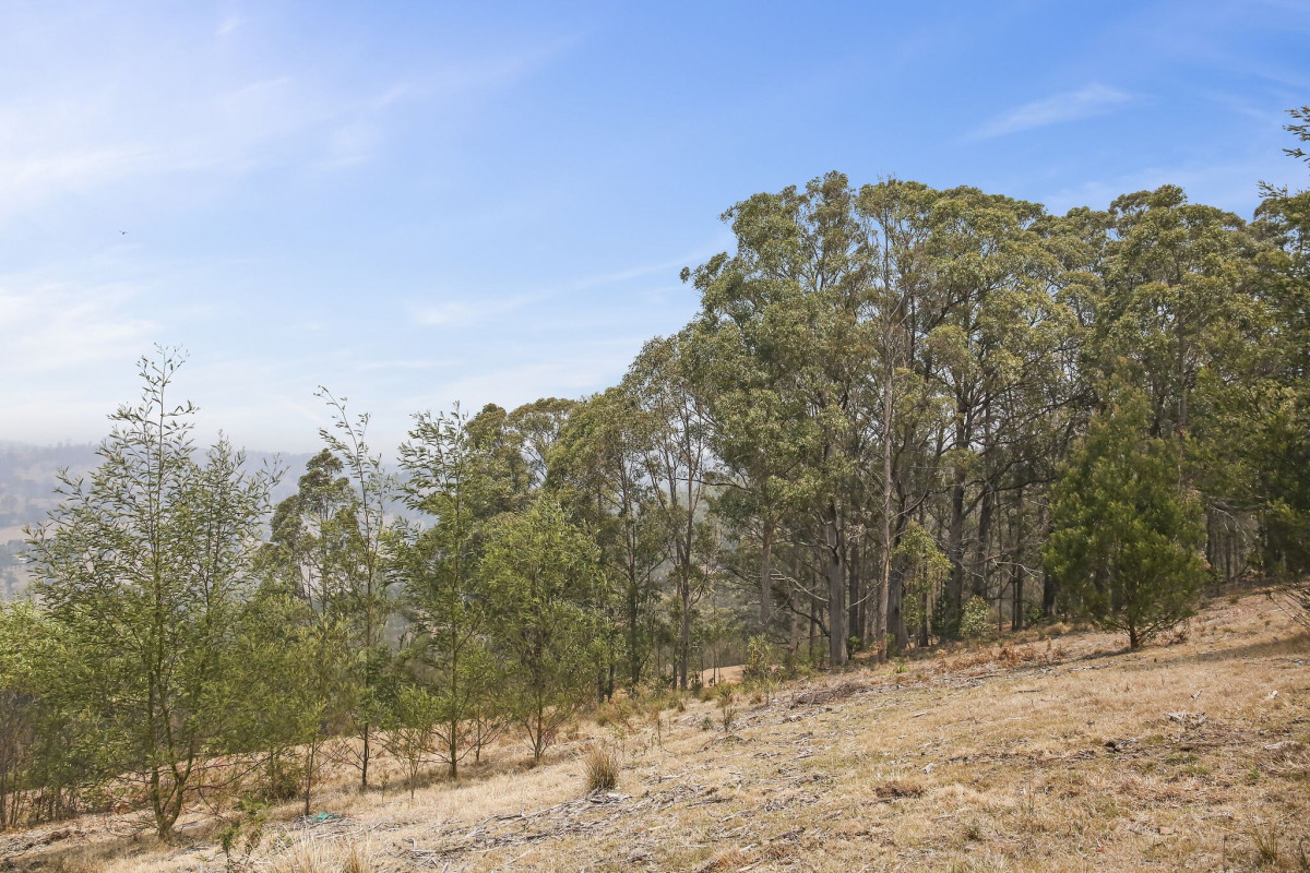 713 Upper Cobargo Road, Bega - Thumbnail 7