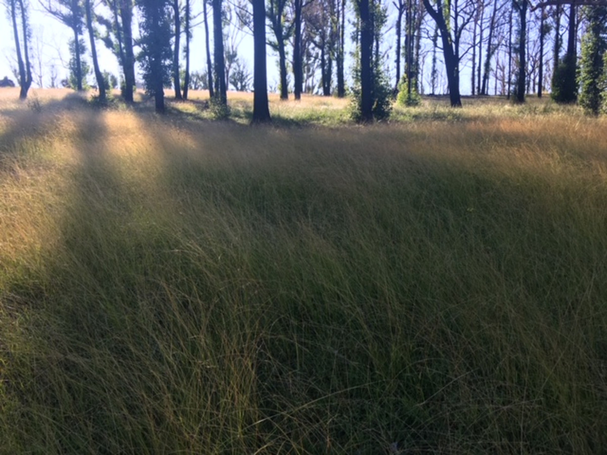 160 Christophers Road, Quaama - Thumbnail 3