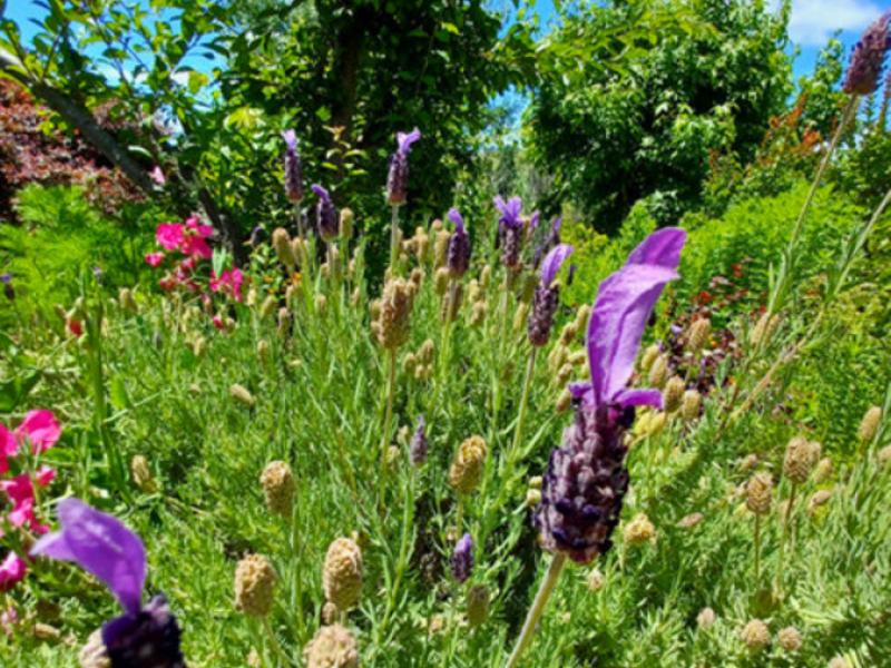 40 Auckland Street, Candelo, NSW 2550 AUS