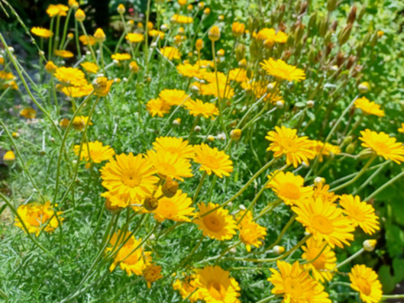 40 Auckland Street, Candelo, NSW 2550 AUS