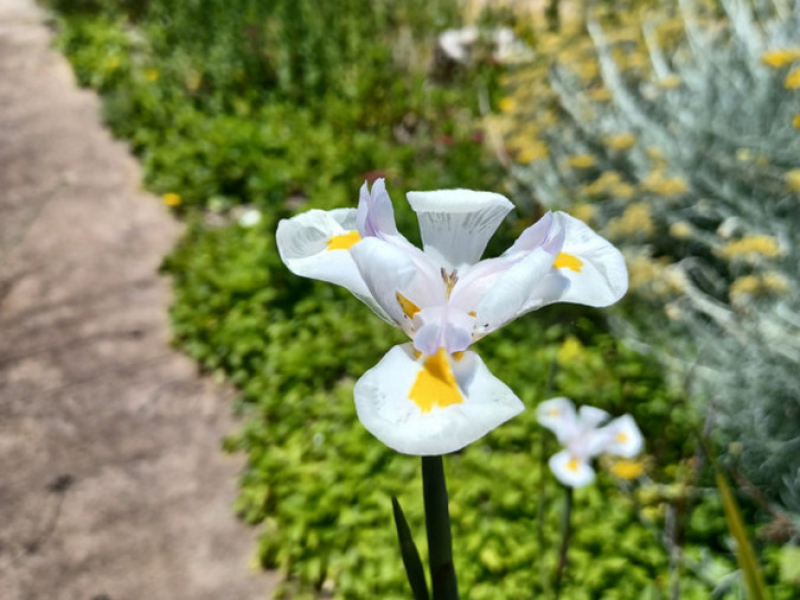 40 Auckland Street, Candelo, NSW 2550 AUS