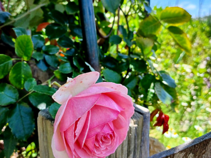 40 Auckland Street, Candelo, NSW 2550 AUS