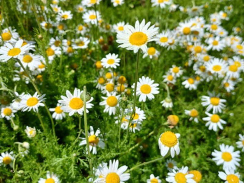 40 Auckland Street, Candelo, NSW 2550 AUS