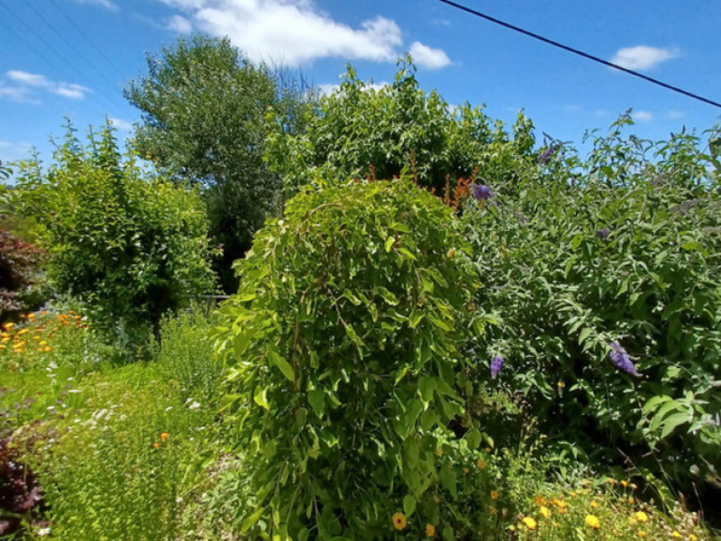 40 Auckland Street, Candelo, NSW 2550 AUS