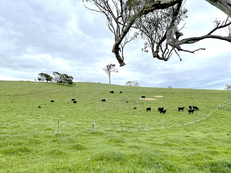 169 Cochranes Road, Wolumla, NSW 2550 AUS