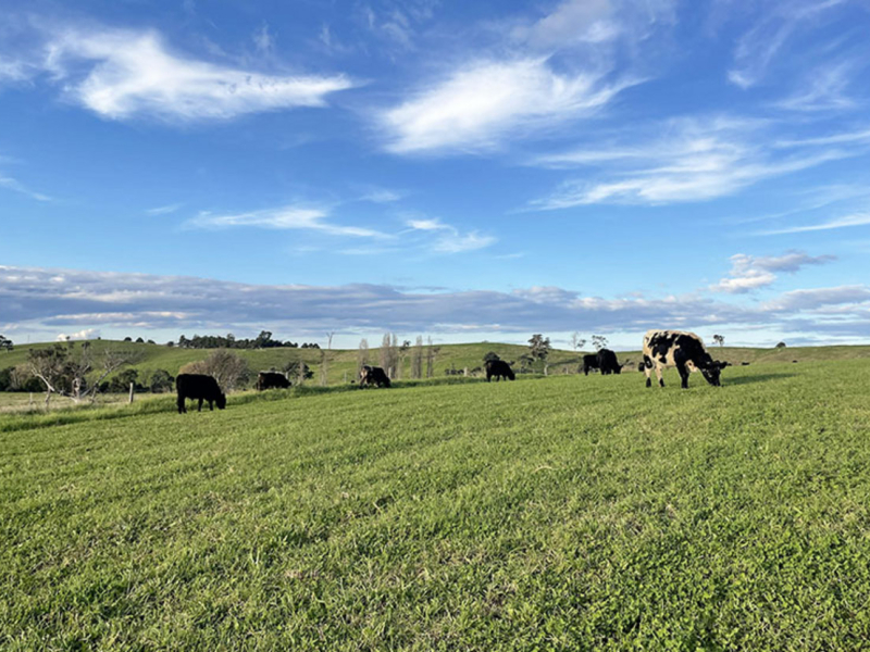 169 Cochranes Road, Wolumla, NSW 2550 AUS