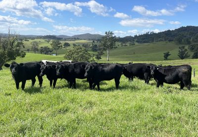 169 Cochranes Road, Wolumla, NSW 2550 AUS