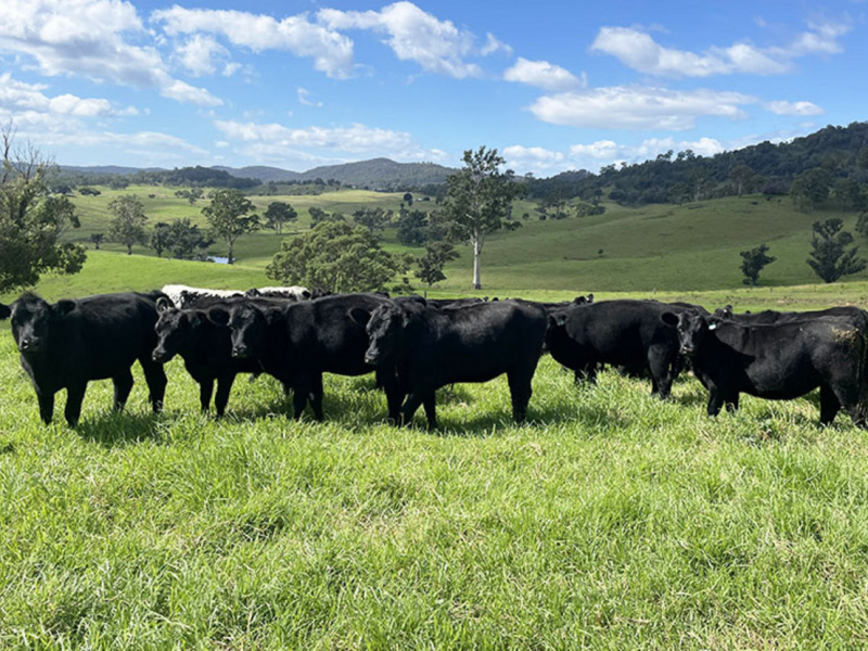 169 Cochranes Road, Wolumla, NSW 2550 AUS