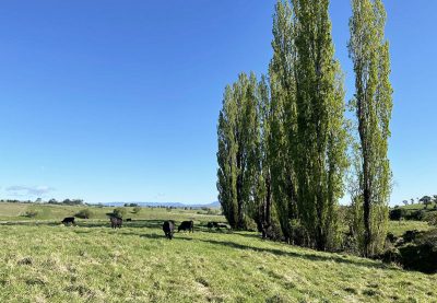 169 Cochranes Road, Wolumla, NSW 2550 AUS