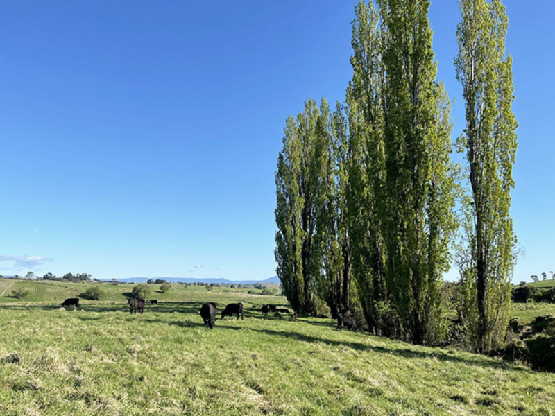 169 Cochranes Road, Wolumla, NSW 2550 AUS