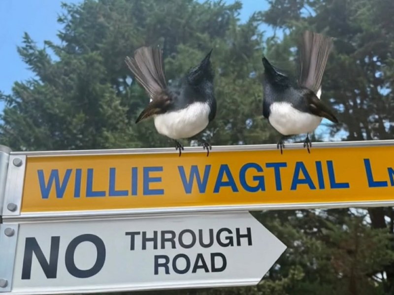 1 & 2 Willie Wagtail Lane, Bega, NSW 2550 AUS