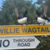 1 & 2 Willie Wagtail Lane, Bega, NSW 2550 AUS