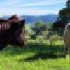 132 Clarkes Road, Greendale, NSW 2550 AUS