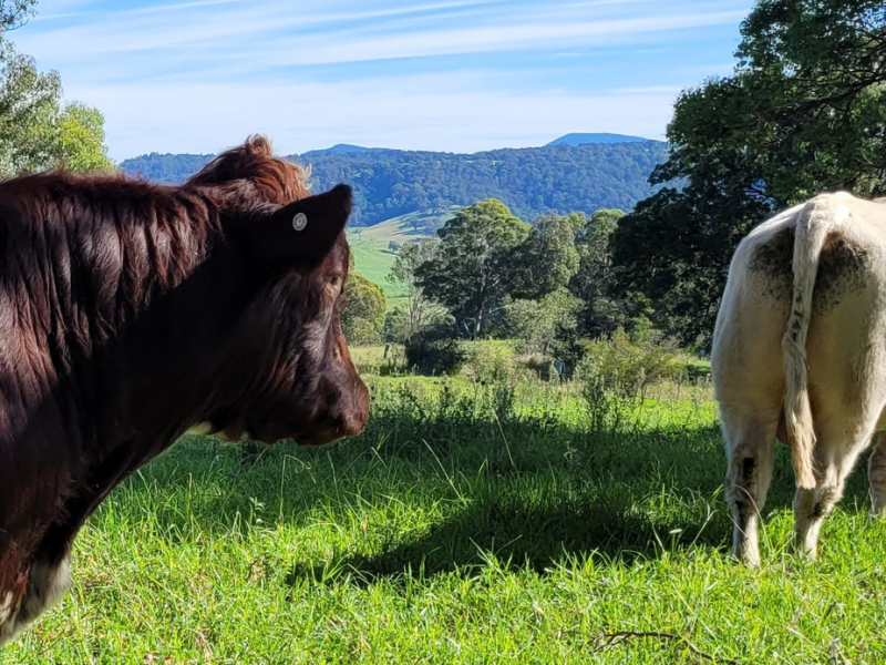 132 Clarkes Road, Greendale, NSW 2550 AUS