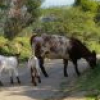 132 Clarkes Road, Greendale, NSW 2550 AUS