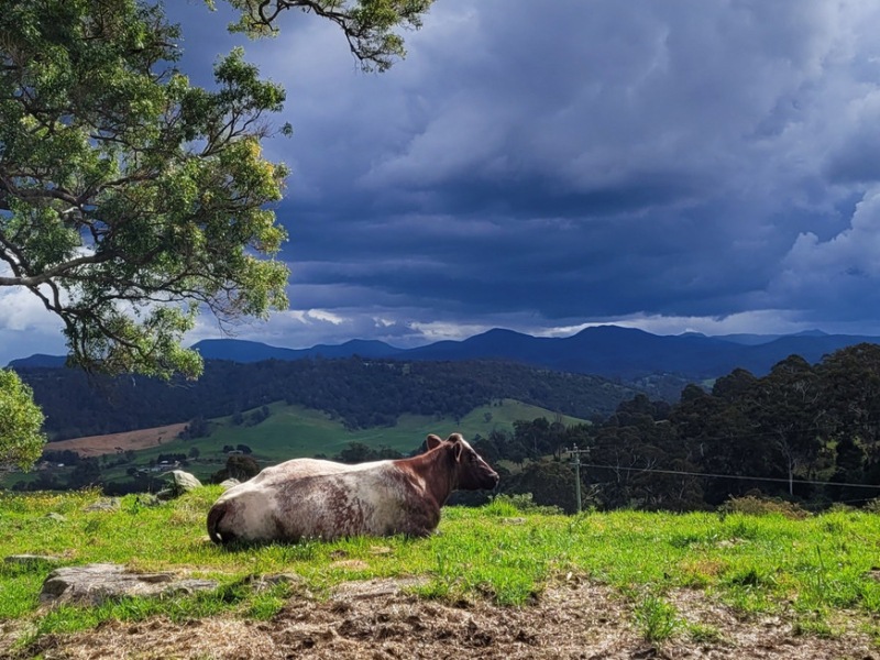 132 Clarkes Road, Greendale, NSW 2550 AUS