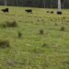 46 Jersey Place, Cobargo, NSW 2550 AUS
