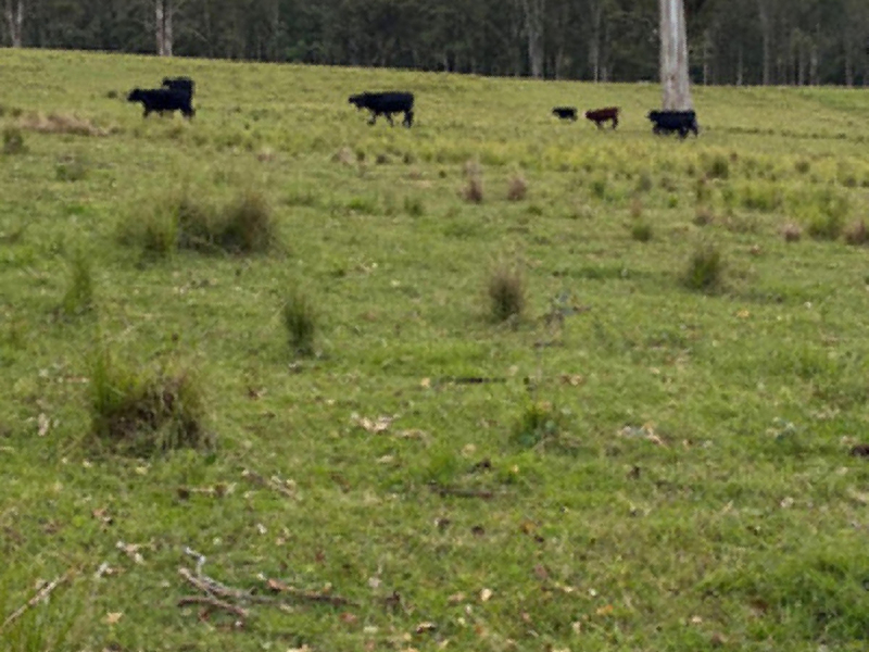 46 Jersey Place, Cobargo, NSW 2550 AUS