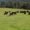 46 Jersey Place, Cobargo, NSW 2550 AUS
