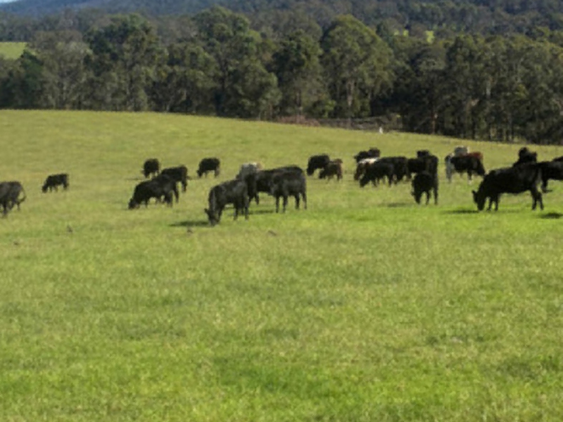 46 Jersey Place, Cobargo, NSW 2550 AUS
