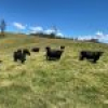 50 House Creek Road, Brogo, NSW 2550 AUS