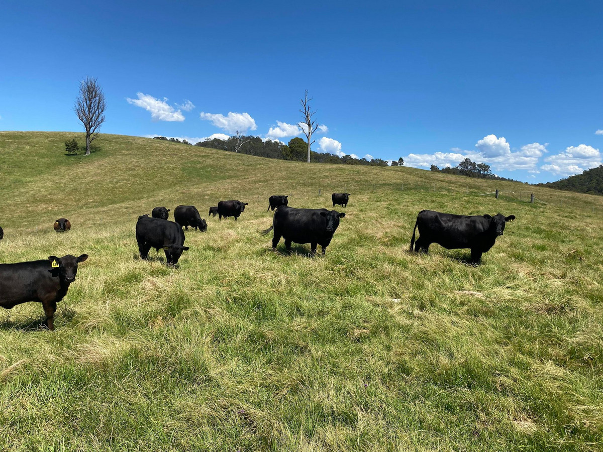 50 House Creek Road, Brogo - Thumbnail 5