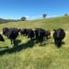 50 House Creek Road, Brogo, NSW 2550 AUS