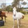 5 Springfield Road, Kameruka, NSW 2550 AUS