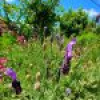 40 Auckland Street, Candelo, NSW 2550 AUS