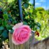 40 Auckland Street, Candelo, NSW 2550 AUS