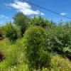 40 Auckland Street, Candelo, NSW 2550 AUS