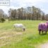 417 Wyndham Lane, Kanoona, NSW 2550 AUS
